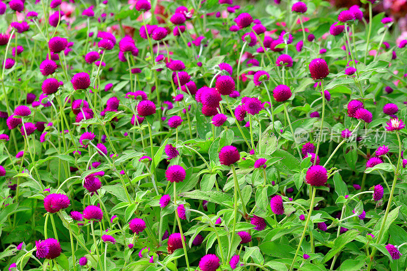 Gomphrena globosa /球形苋菜花